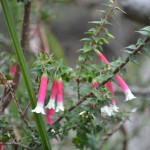 Pink & White Trumpets