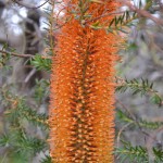 Conical Bloomer